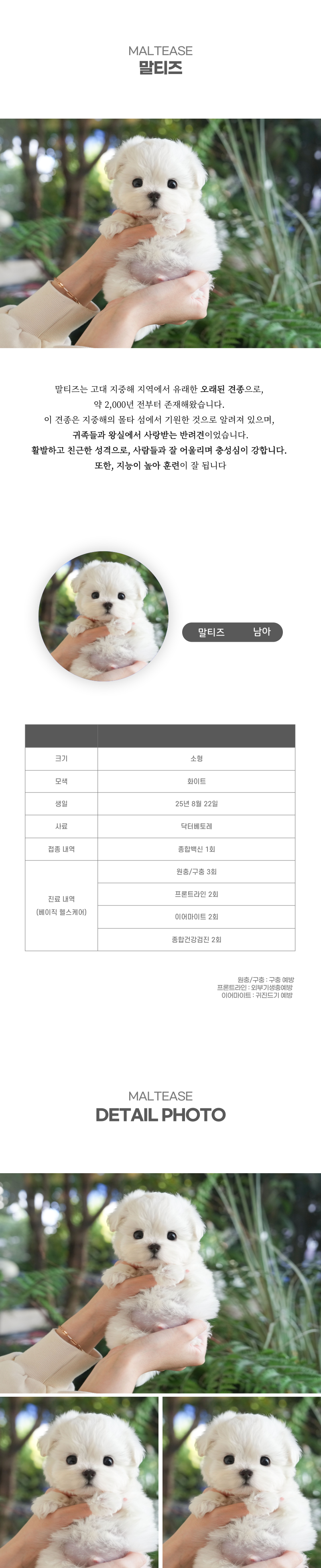 말티즈_상세이미지_2